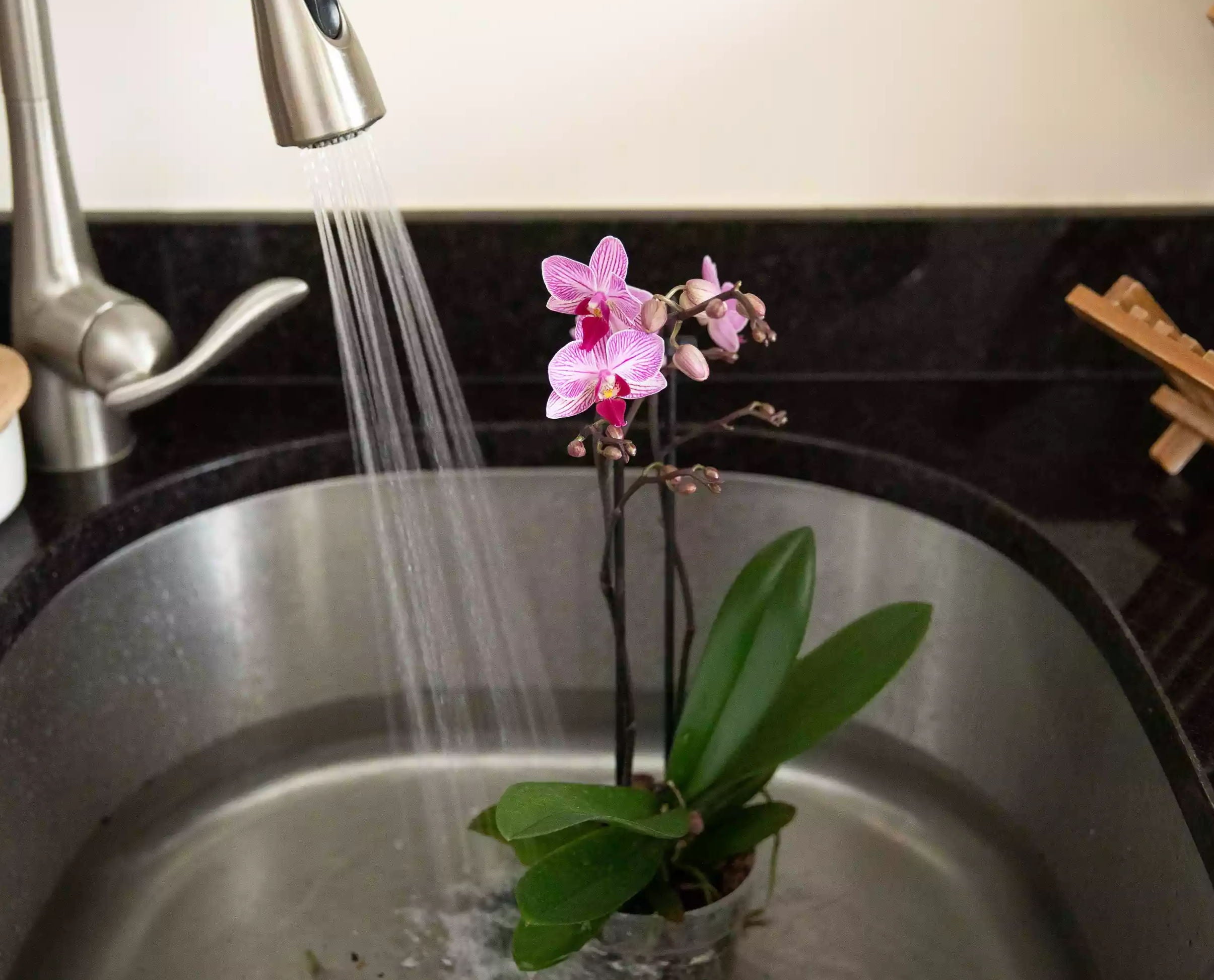 Orchids need a bath every now and then